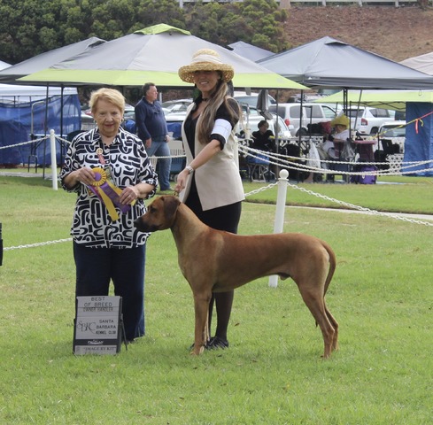 Best of Breed - Santa Barbara 2017