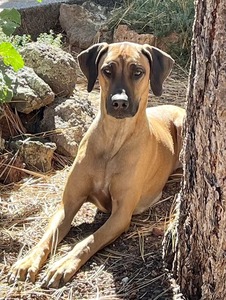 CH Nyana's B Kimber Lady Liberty of Presidio, CGC, TKN (Kimber)
