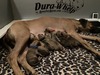 Big Mack x Kimber litter - 8 Gorgeous Pups!!