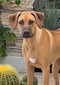 GCH CH Nyana's D Kali Lady Liberty By Lionshare, CGC