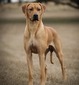 GCH CH Zareba's Northern Red SC, CGC, TKN, SWN, SIA (Oak)