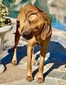 CH Nyana's C Prince Nevaan By Neema RN, CGC, TKN "Nev"