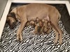 Oak x Kimber litter - 7 Beautiful Pups!!