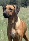 CH Nyana's D Malaika Bakari Sampson By Lionshare CGC, TKN, FITB "Sampson"