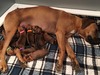 Blue x Promise Litter - 10 beautiful pups!!